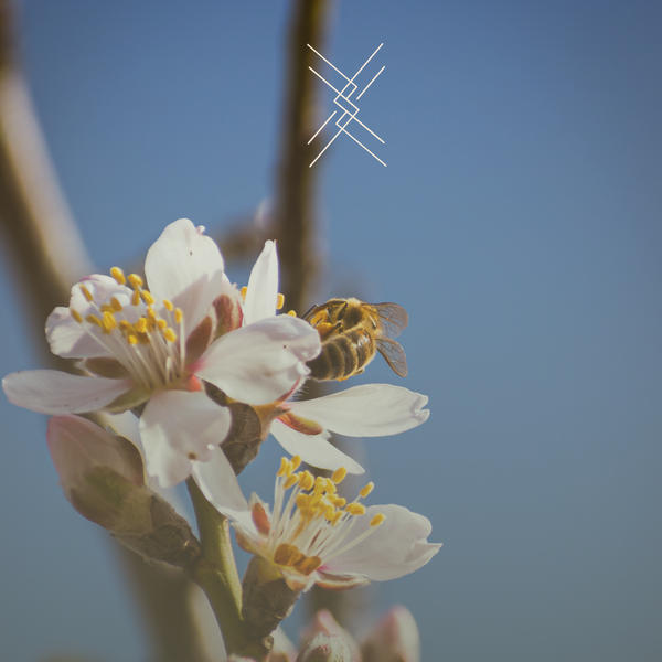 Bees on almond flowers with a blurred background