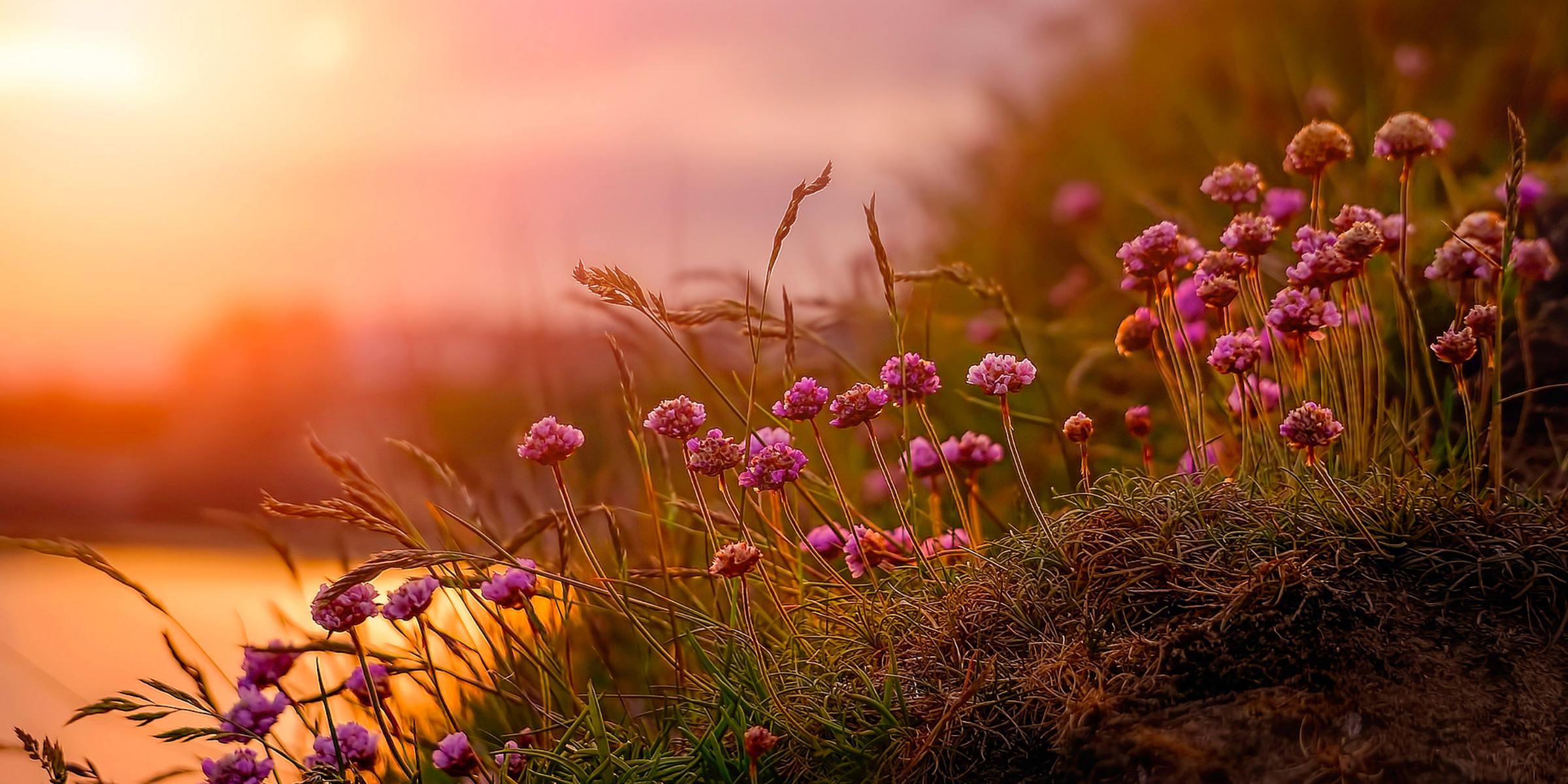 Pink flowers in a field with a sunset in the background