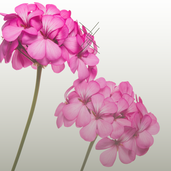 Pink flowers with green leaves on a light gray background