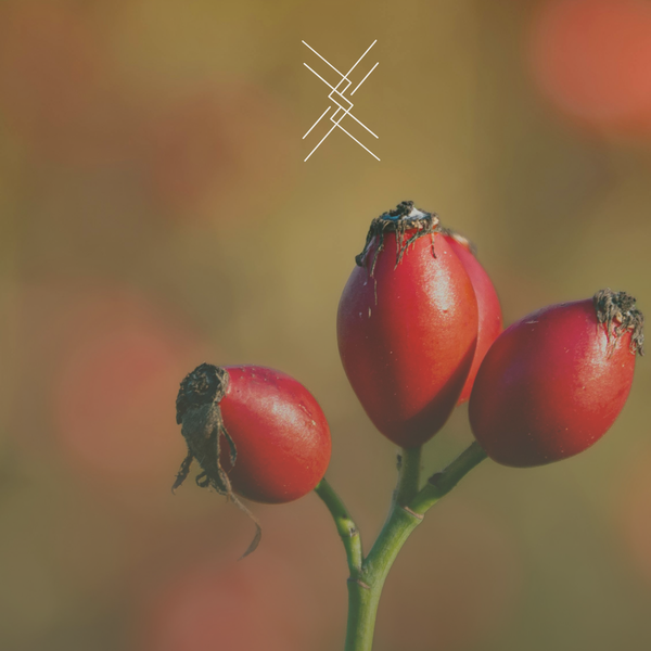 Rosehip berries on a blurred background