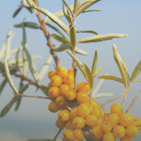 Branch of a seabuckthorn plant with berries and green leaves against a blurred natural background