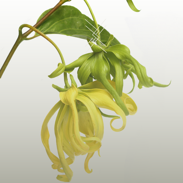 Ylang Ylang flowers with green leaves on a gradient background